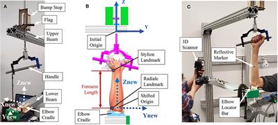 3D Scanning of the Forearm for Orthosis and HMI Applications